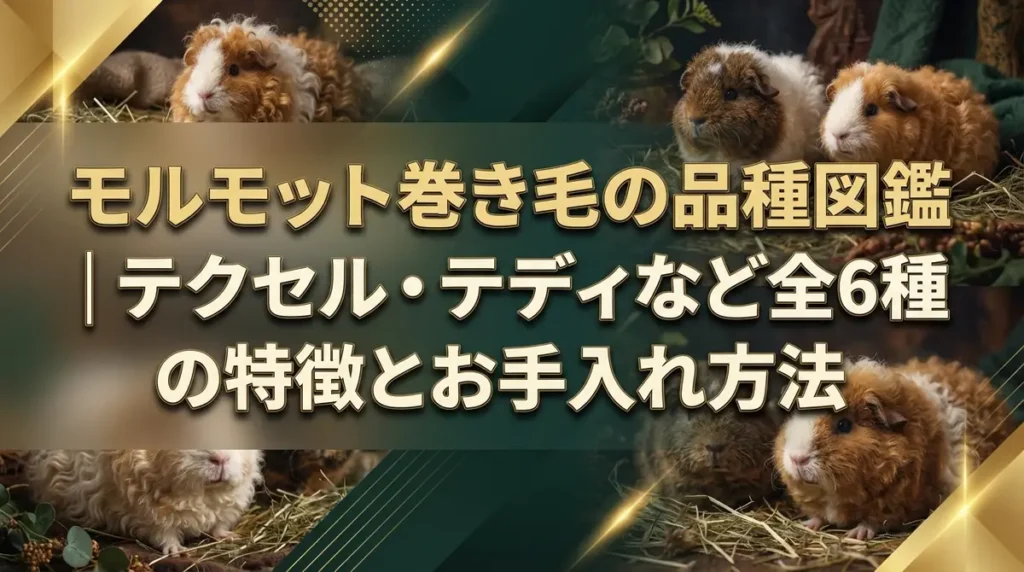 モルモット巻き毛の品種図鑑｜テクセル・テディなど全6種の特徴とお手入れ方法