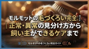 モルモットの毛づくろい完全ガイド｜正常・異常の見分け方から飼い主ができるケアまで